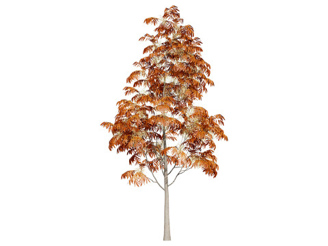 Sourwood or Sorrel Tree Small species Modèle 3D