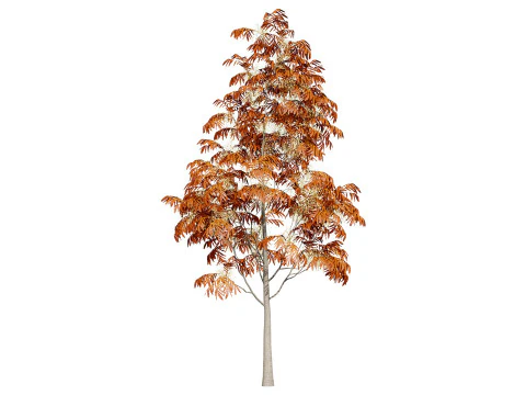 Sourwood or Sorrel Tree Small species 3D Model