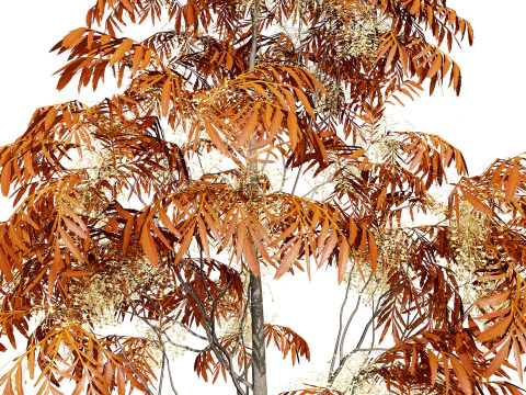 Sourwood or Sorrel Tree Small species 3D Model