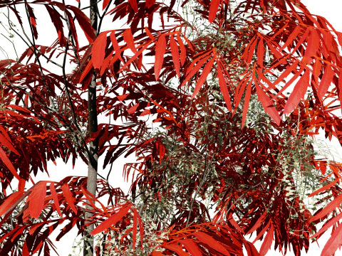 Sourwood or Sorrel Tree Small species 3D Model