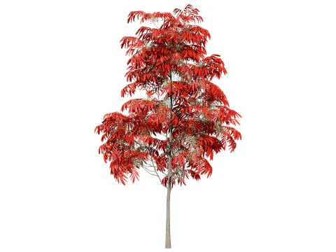 Sourwood or Sorrel Tree Small species 3D Model