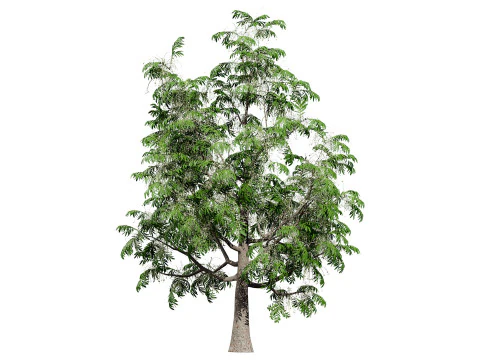 Sourwood or Sorrel Tree Small species 3D Model