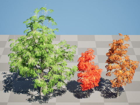 Sourwood or Sorrel Tree Small species Modèle 3D
