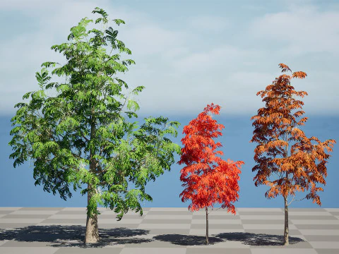 Sourwood or Sorrel Tree Small species 3D Model