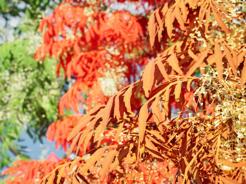 Sourwood or Sorrel Tree Small species 3D Model