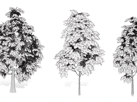 Sourwood or Sorrel Tree Small species 3D Model