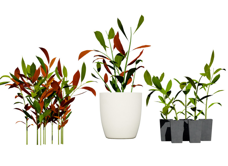 Australian Ginger Alpinia Caerulea 3D Model .c4d .max .obj .3ds .fbx .stl .blend