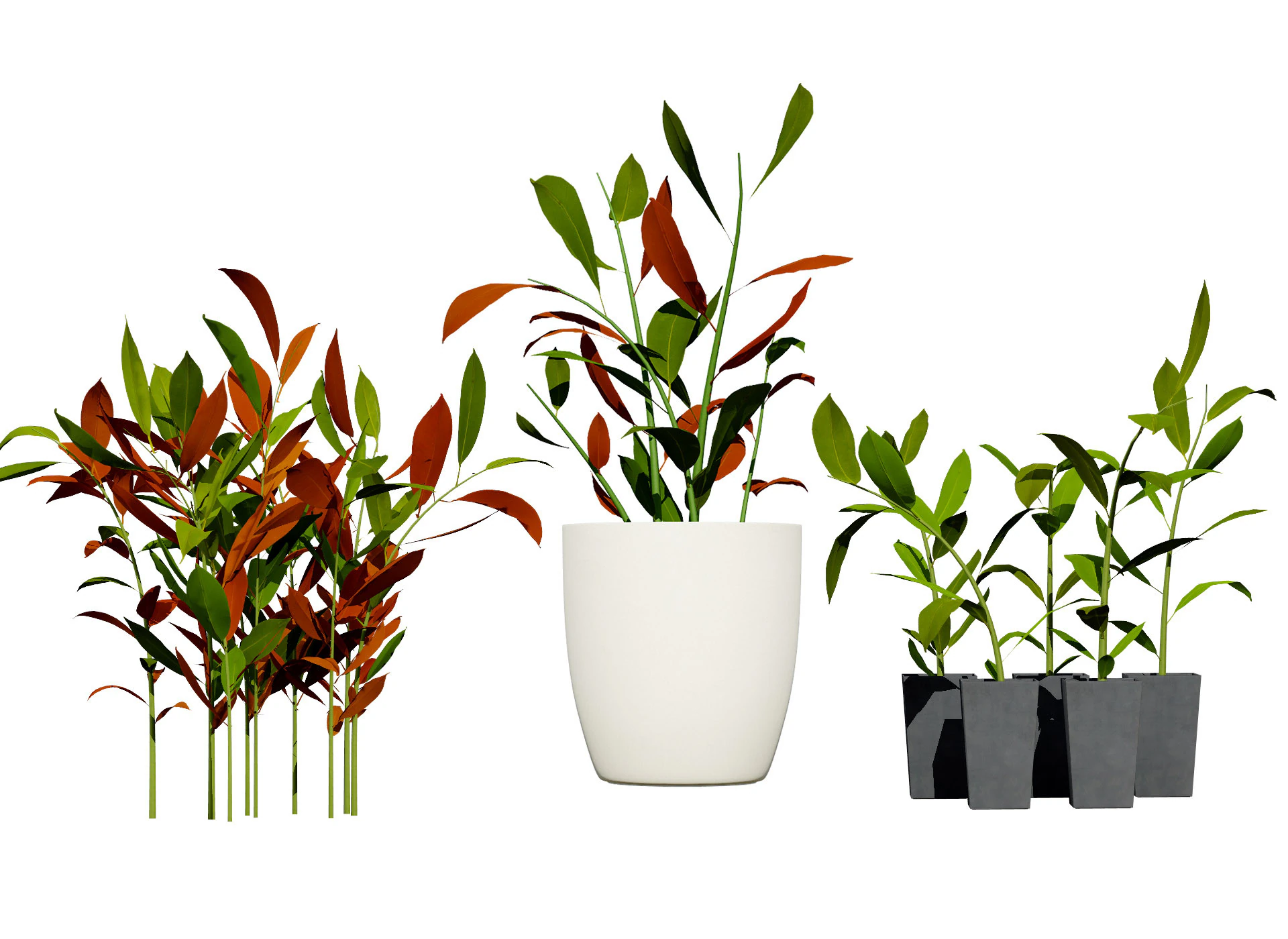 Australian Ginger Alpinia Caerulea 3D Model .c4d .max .obj .3ds .fbx .stl .blend 
