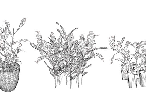 Australian Ginger Alpinia Caerulea 3D Model