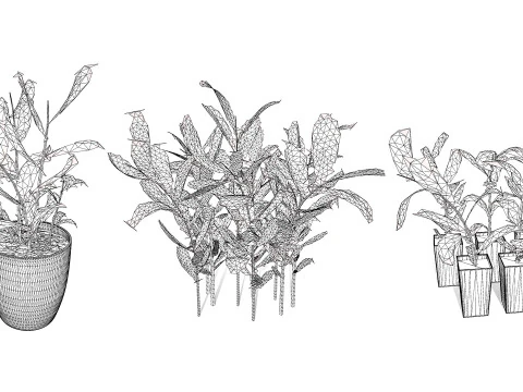 Australian Ginger Alpinia Caerulea 3D Model