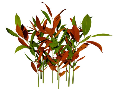 Australian Ginger Alpinia Caerulea 3D Model