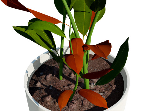 Australian Ginger Alpinia Caerulea 3D Model
