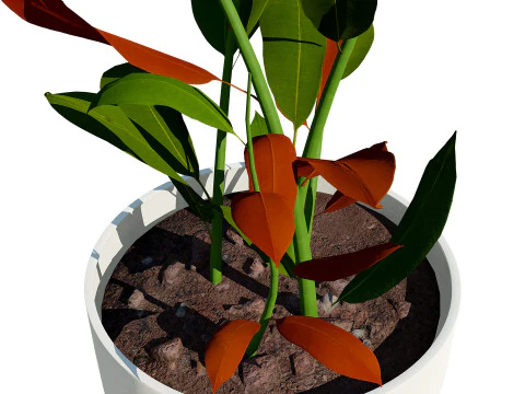 Australian Ginger Alpinia Caerulea 3D Model