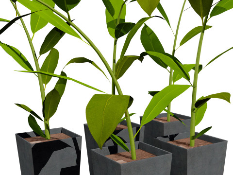 Australian Ginger Alpinia Caerulea 3D Model