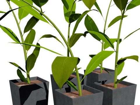 Australian Ginger Alpinia Caerulea 3D Model