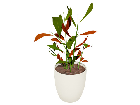 Australian Ginger Alpinia Caerulea 3D Model