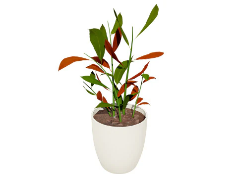Australian Ginger Alpinia Caerulea 3D Model