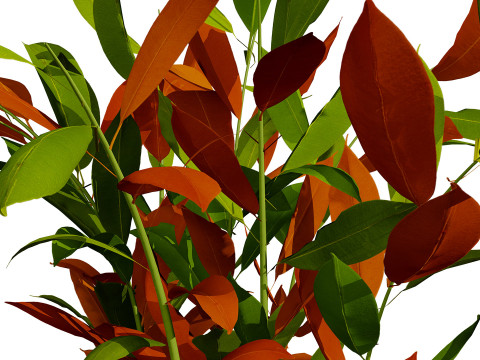 Australian Ginger Alpinia Caerulea 3D Model