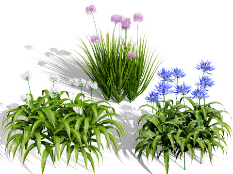 Flander Agapanthus Flowering Plants 3D Модель