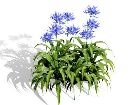 Flander Agapanthus Flowering Plants 3D Model