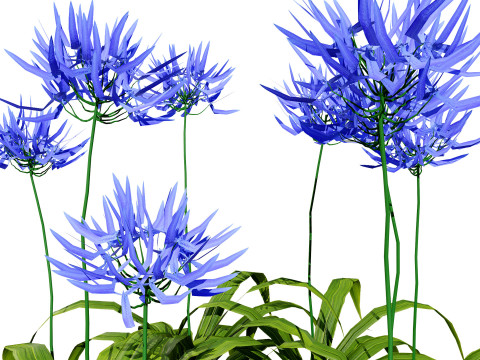 Flander Agapanthus Flowering Plants 3D Model