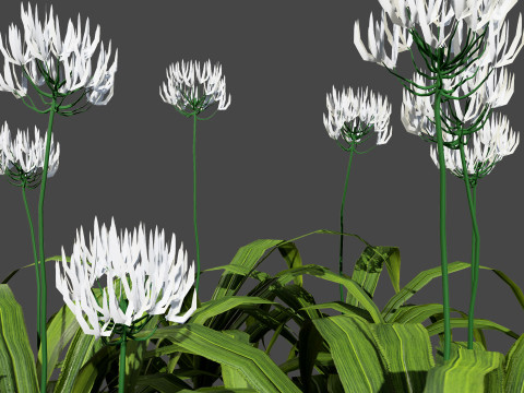 Flander Agapanthus Flowering Plants 3D Model