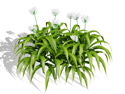 Flander Agapanthus Flowering Plants 3D Model