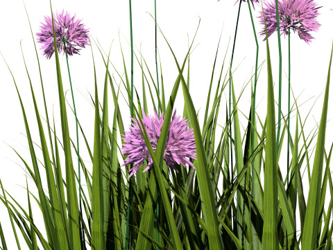 Flander Agapanthus Flowering Plants 3D Model