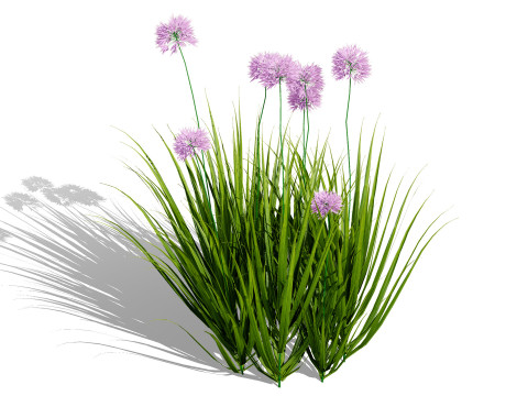 Flander Agapanthus Flowering Plants 3D Model