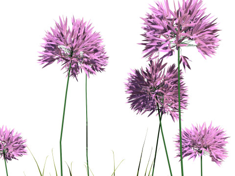 Flander Agapanthus Flowering Plants 3D Model