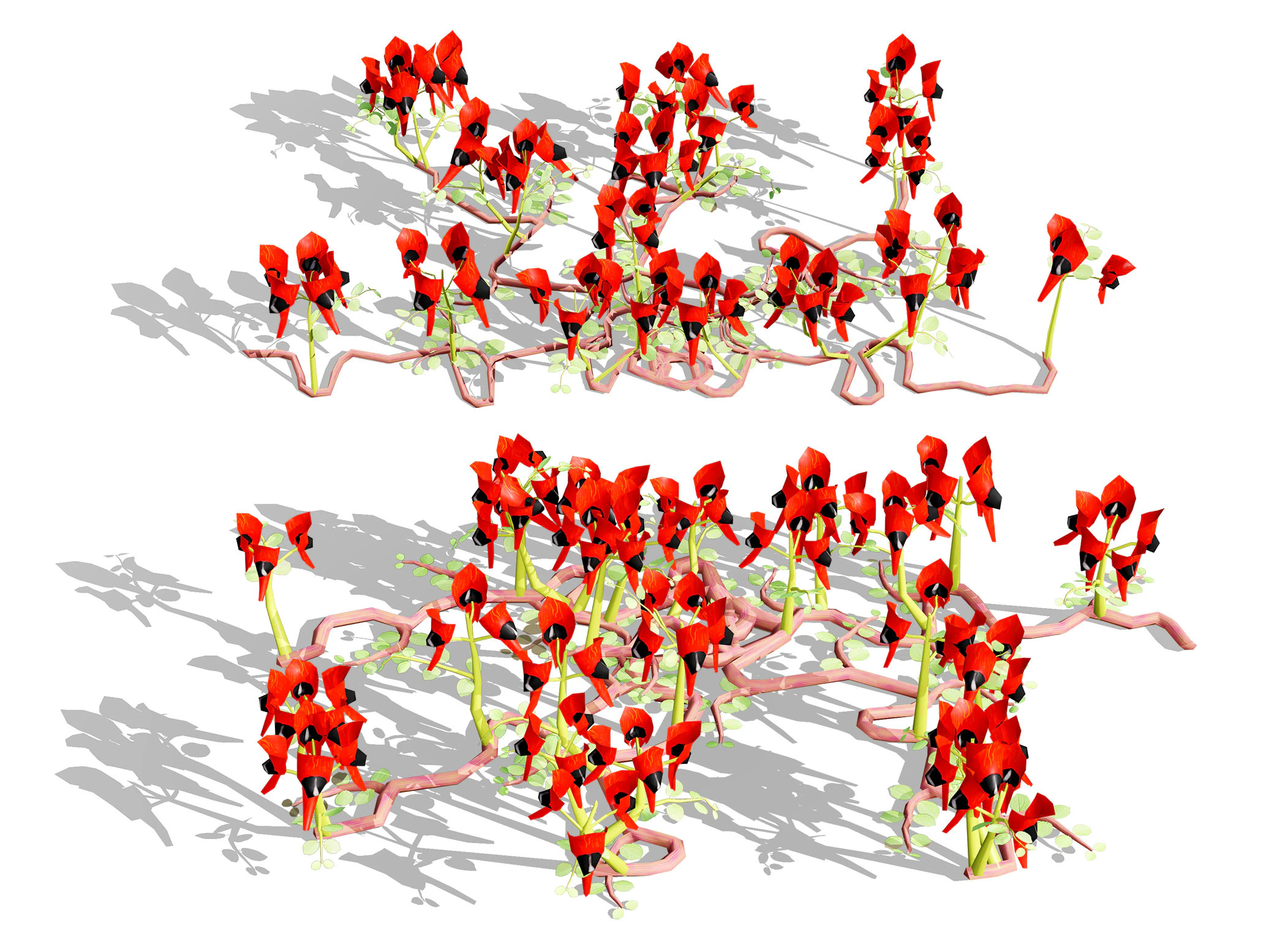 Australian Sturts Desert Pea Swainsona 3D Model .c4d .max .obj .3ds .fbx .stl .blend 