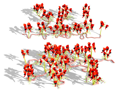 Australian Sturts Desert Pea Swainsona Modèle 3D