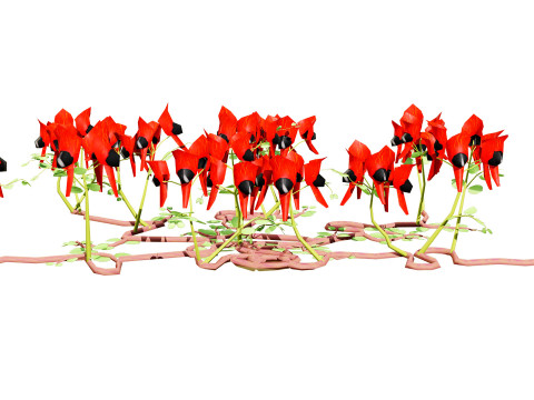 Australian Sturts Desert Pea Swainsona 3D मॉडल