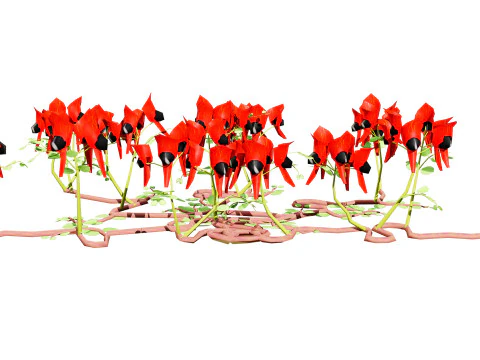 Australian Sturts Desert Pea Swainsona 3D Model