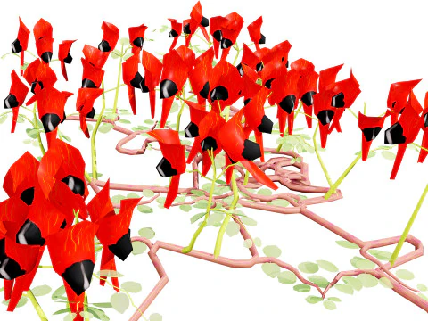 Australian Sturts Desert Pea Swainsona 3D Model