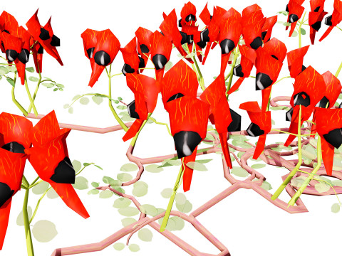 Australian Sturts Desert Pea Swainsona 3D मॉडल