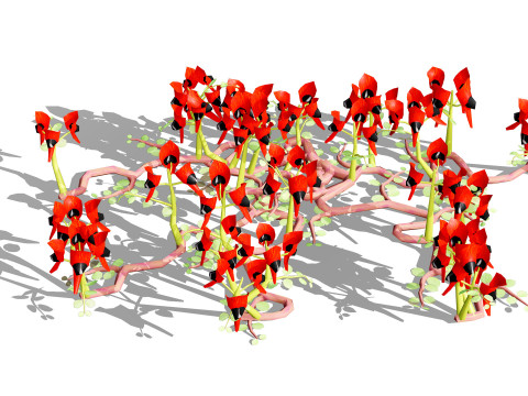 Australian Sturts Desert Pea Swainsona 3D मॉडल