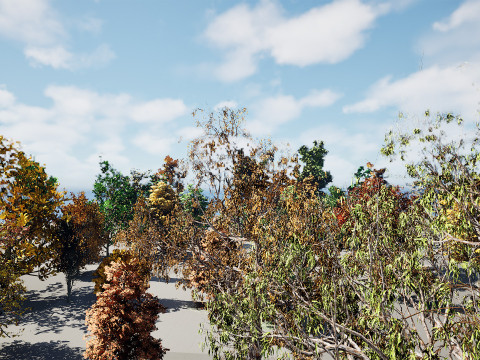 Fall Trees Collections Model 3D