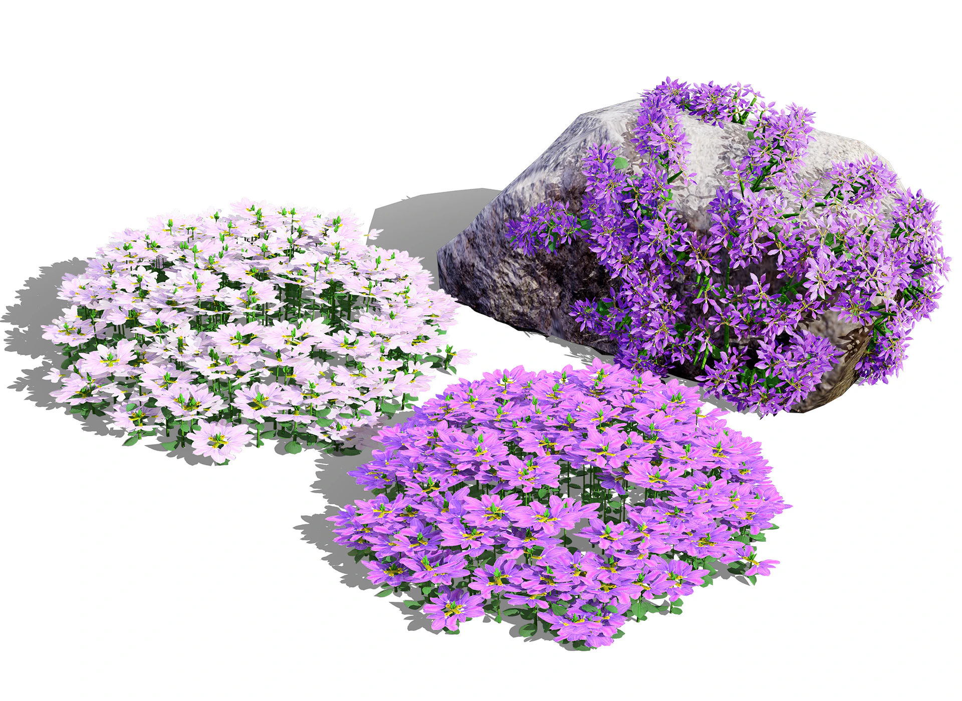 Autralian Purple Fanfare Flower 3D Model .c4d .max .obj .3ds .fbx .stl .blend 