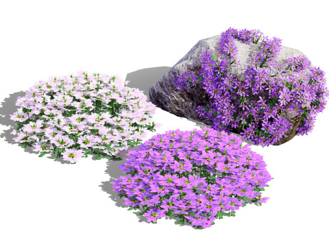 Autralian Purple Fanfare Flower 3D Модель