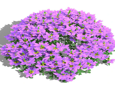 Autralian Purple Fanfare Flower 3D Model