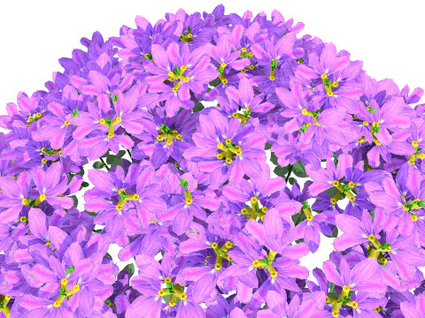 Autralian Purple Fanfare Flower 3D Model