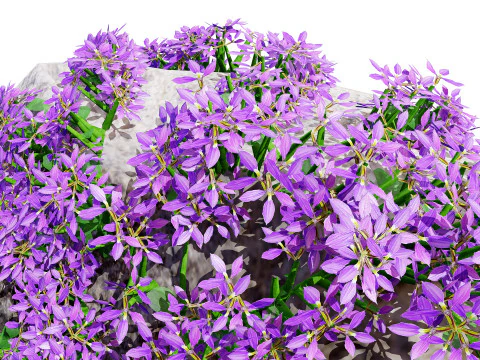 Autralian Purple Fanfare Flower 3D Model