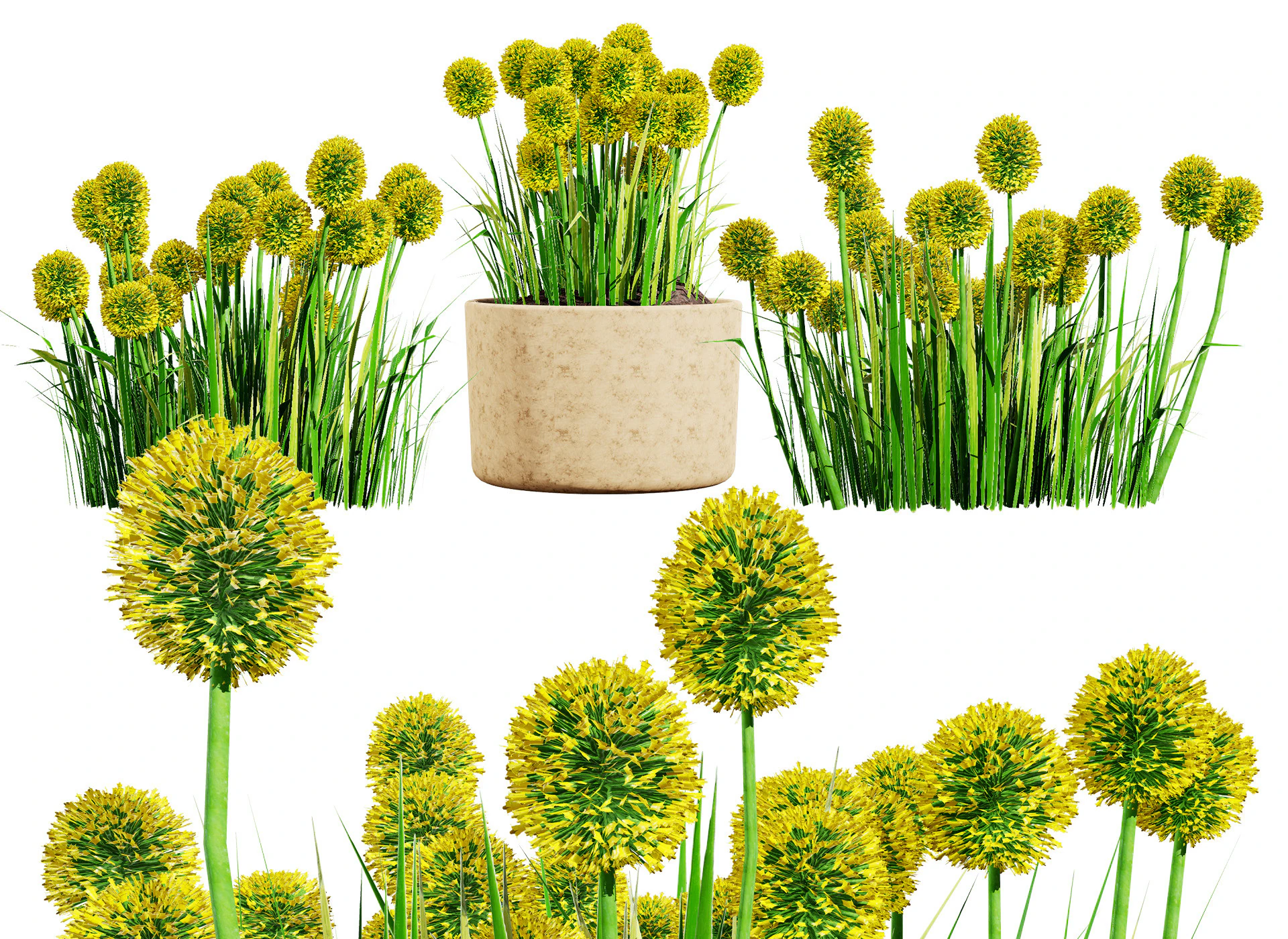Australian Craspedia Globosa Golf Beauty Flowers 3D Model .c4d .max .obj .3ds .fbx .stl .blend 