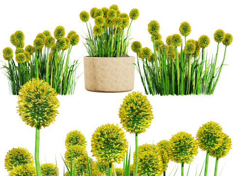 Australian Craspedia Globosa Golf Beauty Flowers 3D मॉडल