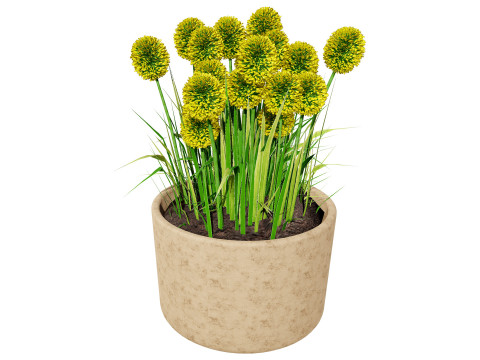 Australian Craspedia Globosa Golf Beauty Flowers Modèle 3D