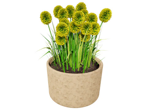 Australian Craspedia Globosa Golf Beauty Flowers 3D Model