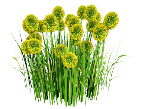 Australian Craspedia Globosa Golf Beauty Flowers Modèle 3D