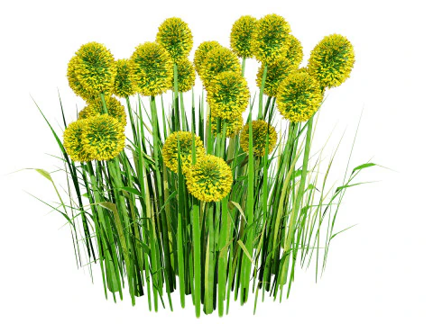Australian Craspedia Globosa Golf Beauty Flowers 3D Model