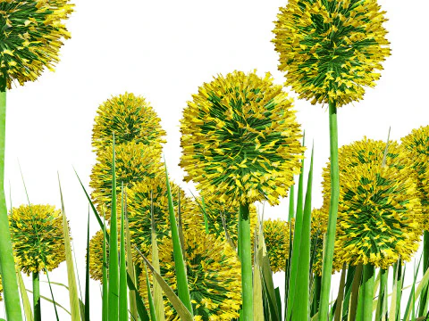 Australian Craspedia Globosa Golf Beauty Flowers 3D Model